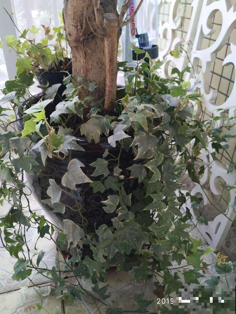 红红火火的“鸿运当头”,在家养一盆,祝愿考生旗开得胜 红红火火的“鸿运当头”,在家养一盆,祝愿考生旗开得胜