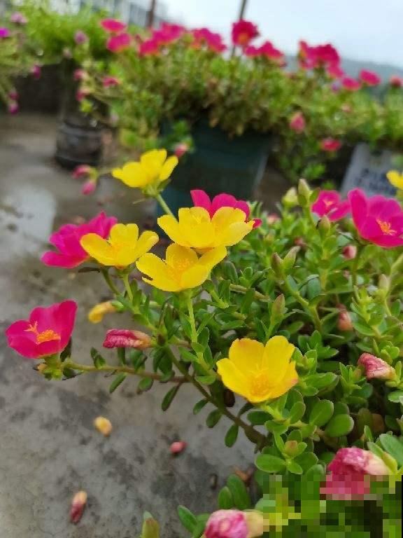 爱上养花之后，会被5种福气包围，花友：太幸福了！