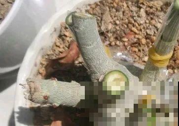 养了30年的玉树,扦插开出9色花,快来沾沾喜气 养了30年的玉树,扦插开出9色花,快来沾沾喜气