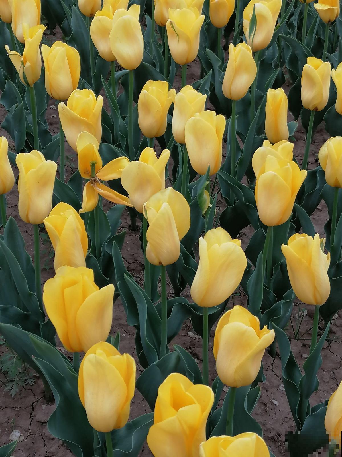 100种常见花,今天终于知道叫什么名了,建议收藏 100种常见花,今天终于知道叫什么名了,建议收藏