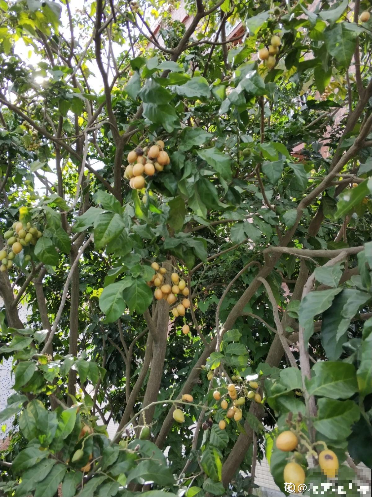 南方常见的黄皮果，妥妥的“黄水晶”，咬一口直流口水