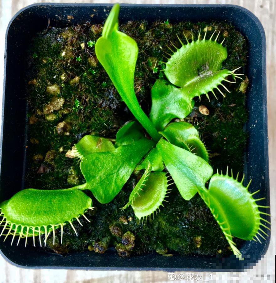 江西无蚊村,种满“驱蚊树”,一年四季没蚊子 江西无蚊村,种满“驱蚊树”,一年四季没蚊子