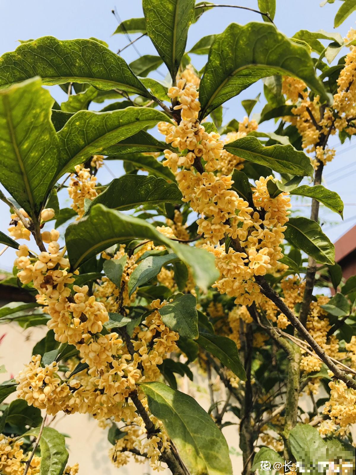 6种金黄色的花，打造金灿灿的秋天，你见过哪种？