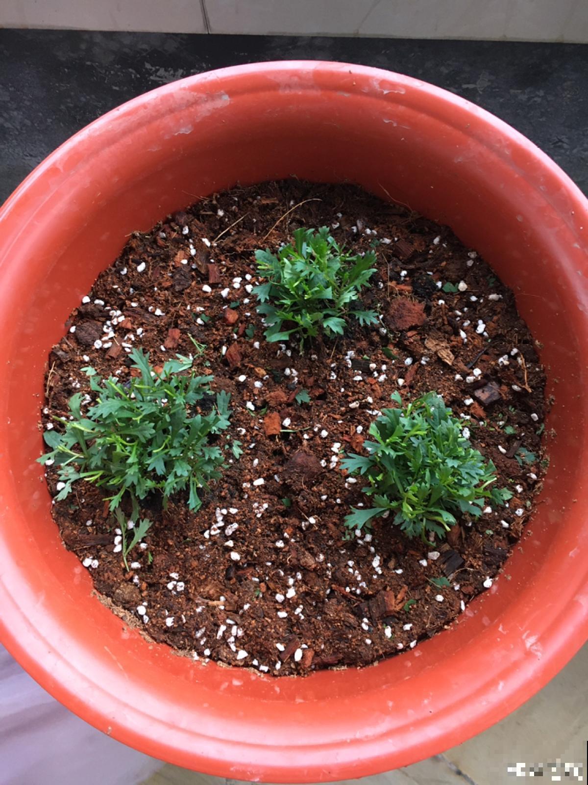 4种花正是秋播好时候,播种技巧要学会,冒出满盆小绿芽 4种花正是秋播好时候,播种技巧要学会,冒出满盆小绿芽