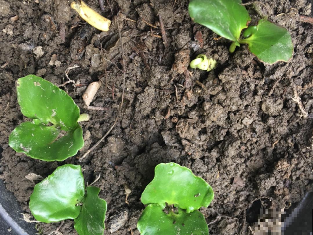 聪明人养4种花,一定记得收种子,多的能赚钱 聪明人养4种花,一定记得收种子,多的能赚钱