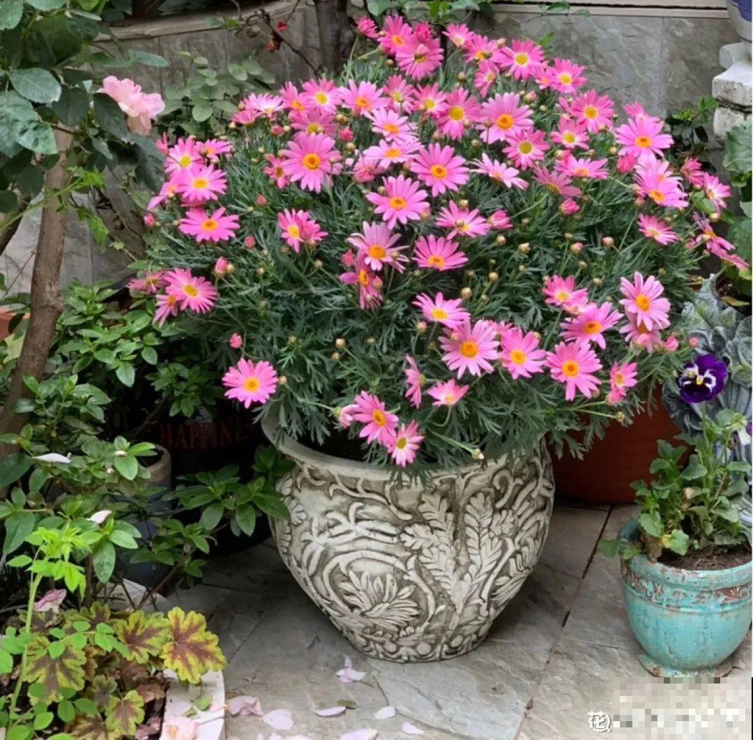 初秋8种花不能剪，轻则不开花，严重可能剩空盆