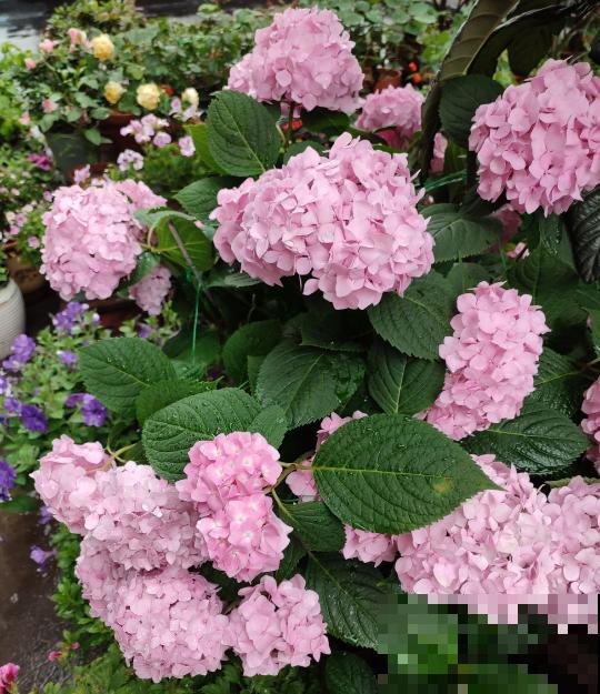 没有花的天台不完整,种这3种花,天台秒变“空中花园” 没有花的天台不完整,种这3种花,天台秒变“空中花园”