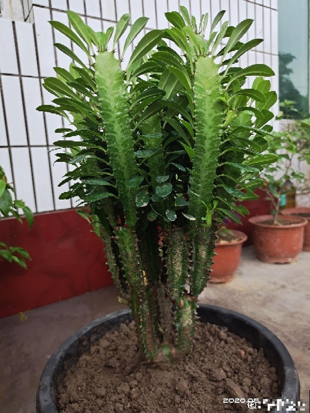 3种霸气植物，样子是丑了点，但是超有安全感