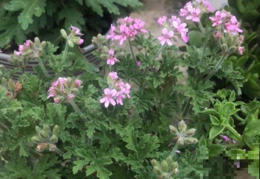 蚊虫绕道走，4种盆栽阳台放，比蚊香还有用