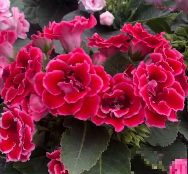 天气太热不好生长，4种害怕强光的植株，看看有你养的吗