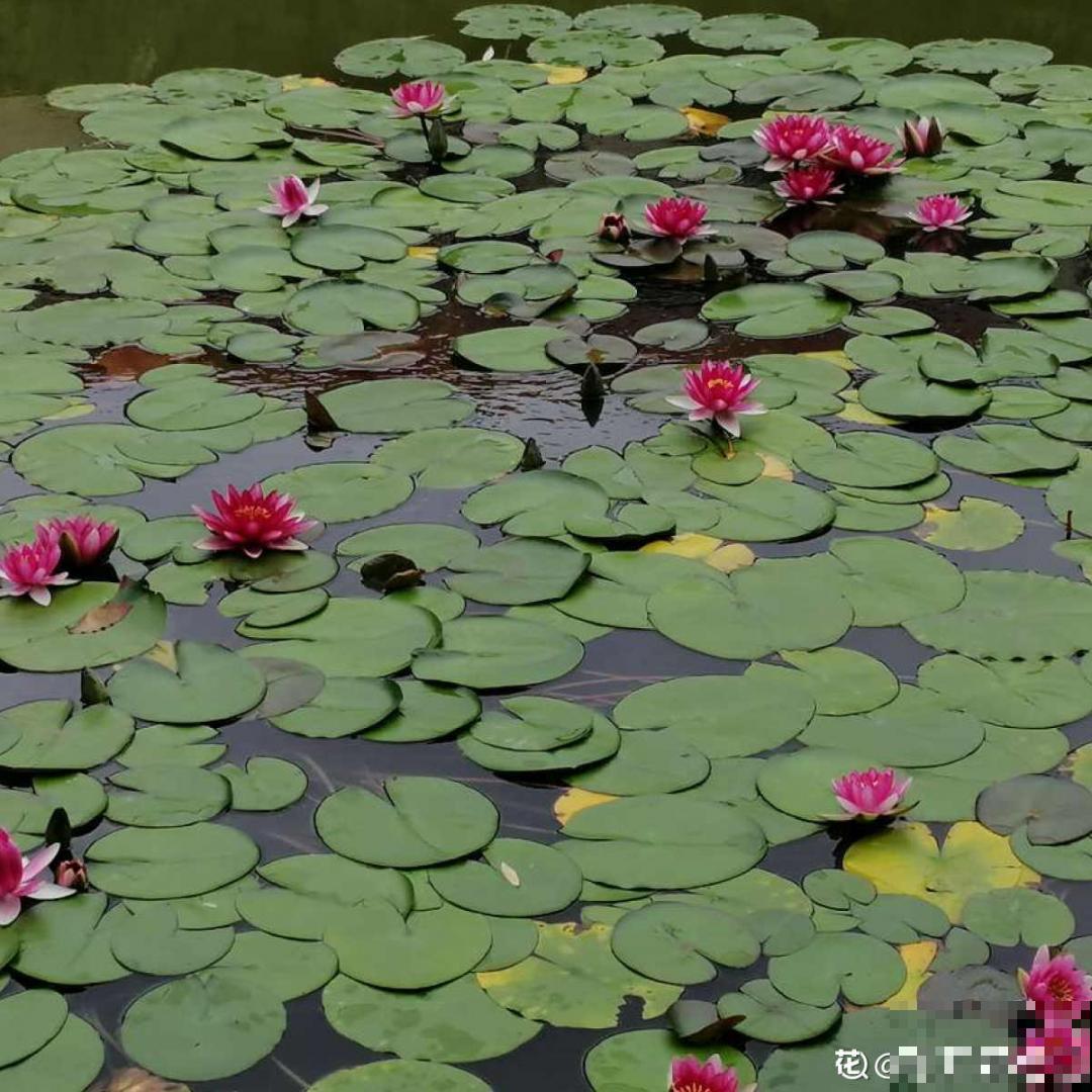 活的“香水花”,夏天一直开,满院子都是花香 活的“香水花”,夏天一直开,满院子都是花香