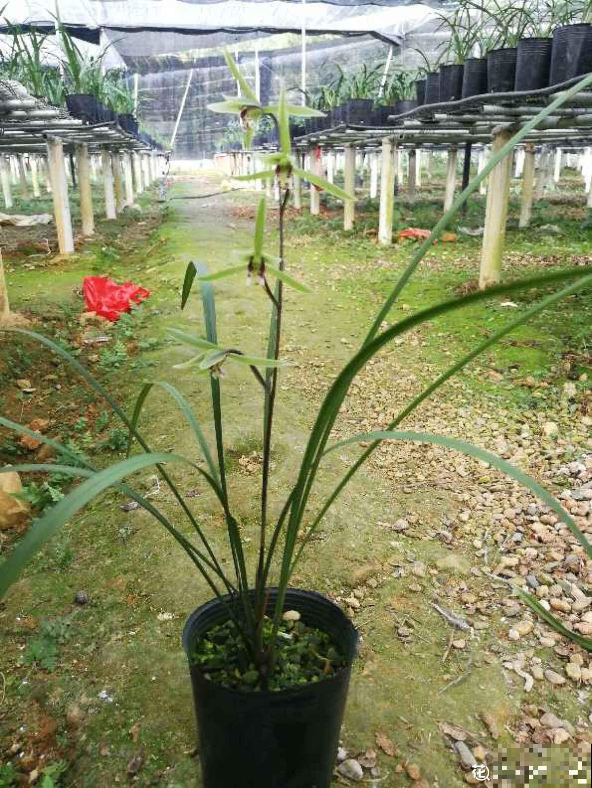 你养的未必是兰花，种类多差别细，国兰种类大科普