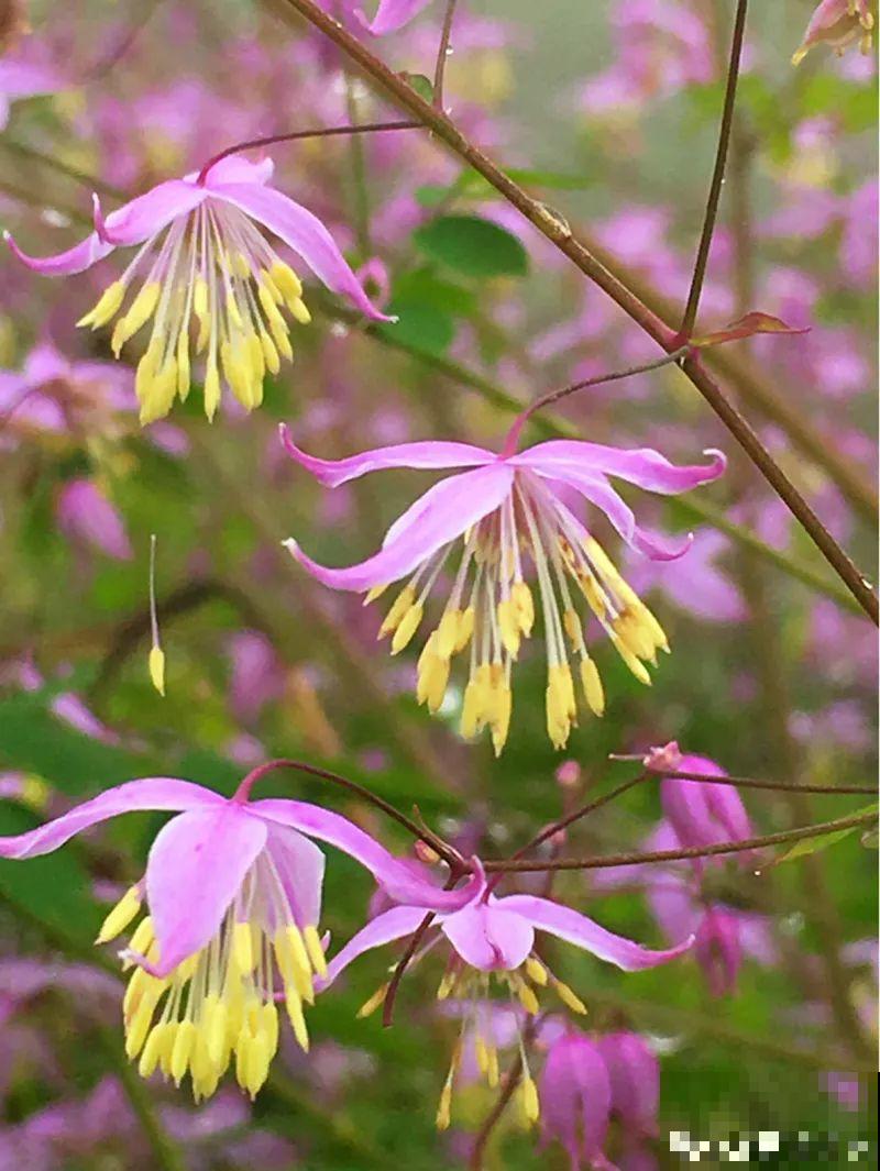 家里别只养绿萝,15种精致耐阴花,光照不好也能长很美 家里别只养绿萝,15种精致耐阴花,光照不好也能长很美