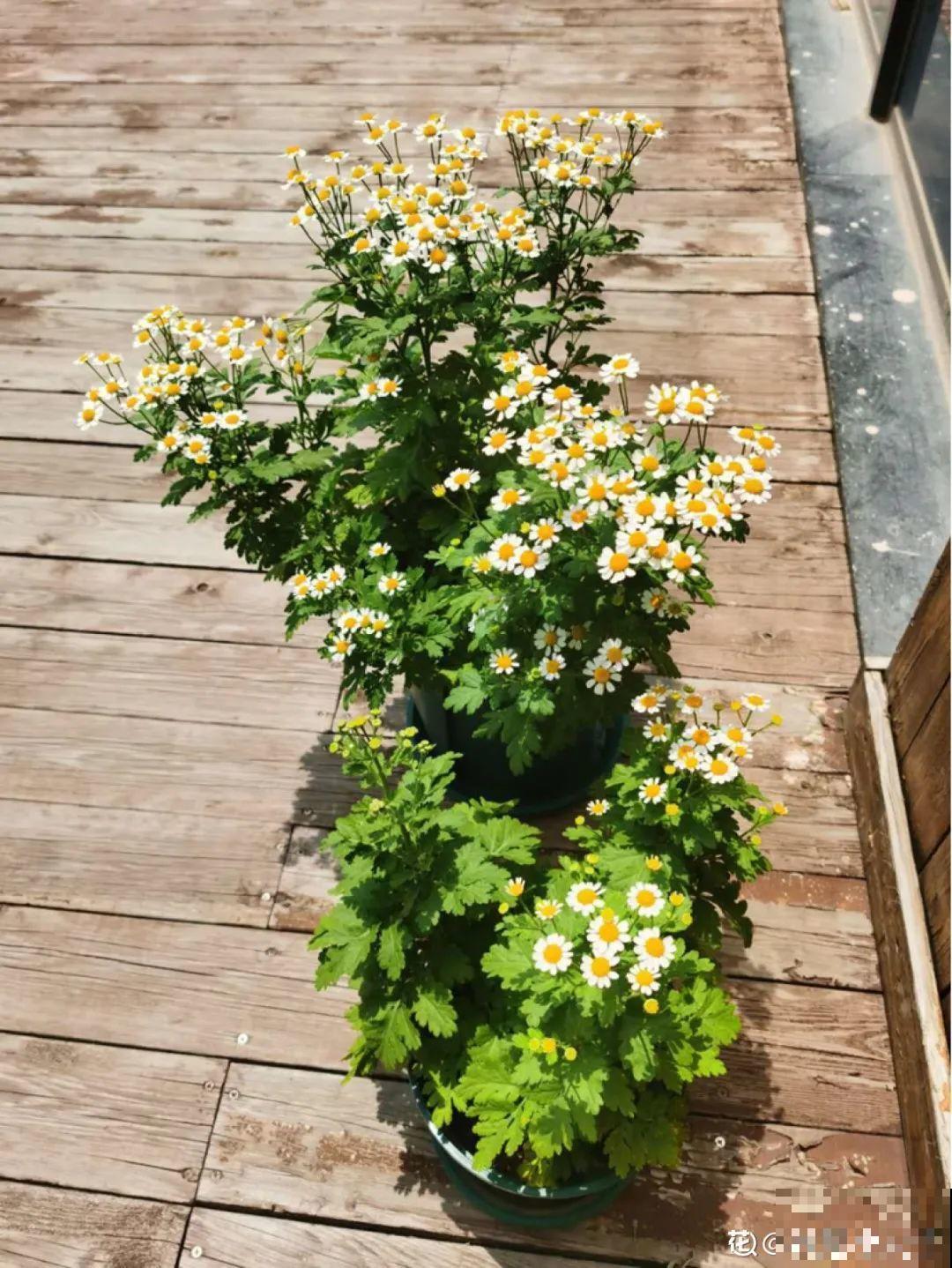 10种花并不是一次性,掌握养护要点,还能复花 10种花并不是一次性,掌握养护要点,还能复花