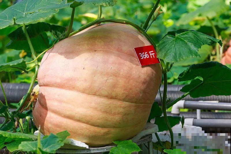 15万块钱的一个蜜瓜，到底有多好吃？