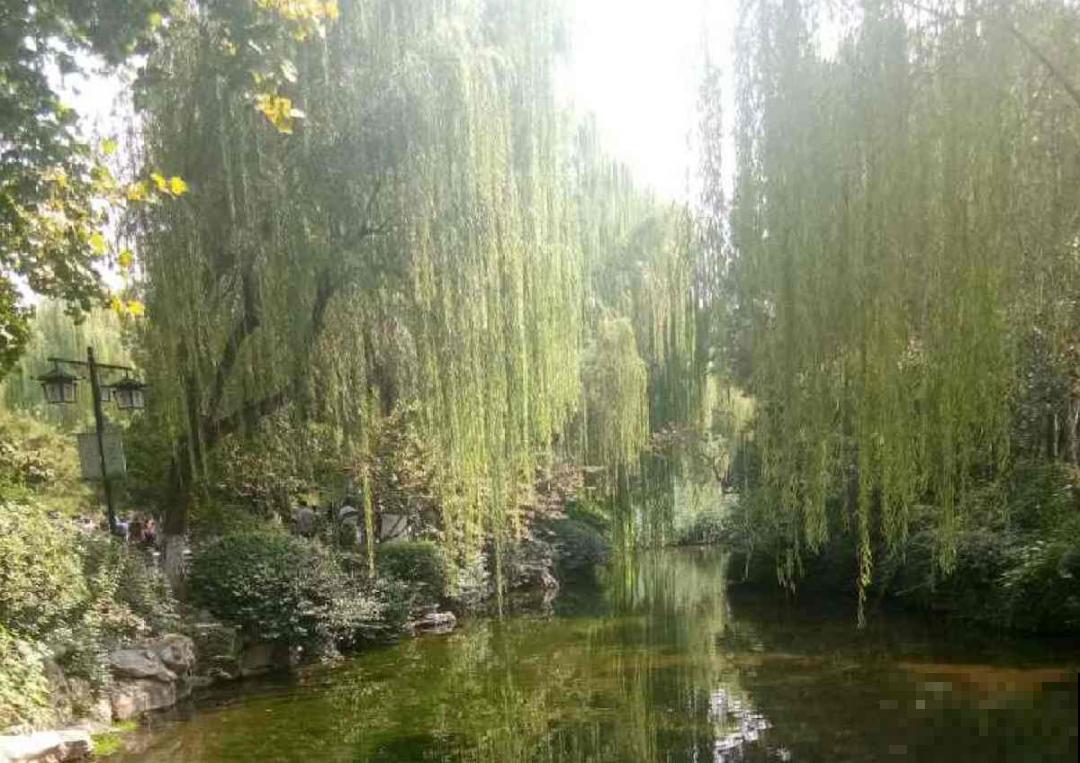 前不栽桑，后不栽柳，院中不种“鬼拍手”，是迷信还是智慧？