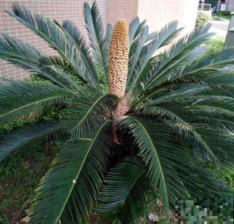 有故事的花，不在于多么金贵