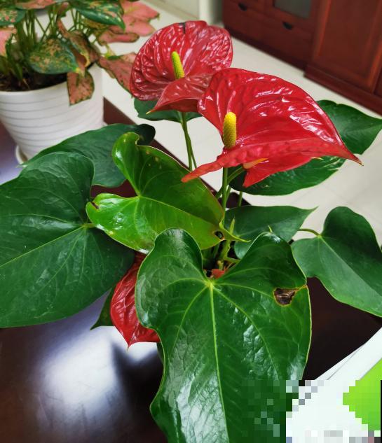 花不止配女士,有4种花也格外受到男士喜爱 花不止配女士,有4种花也格外受到男士喜爱