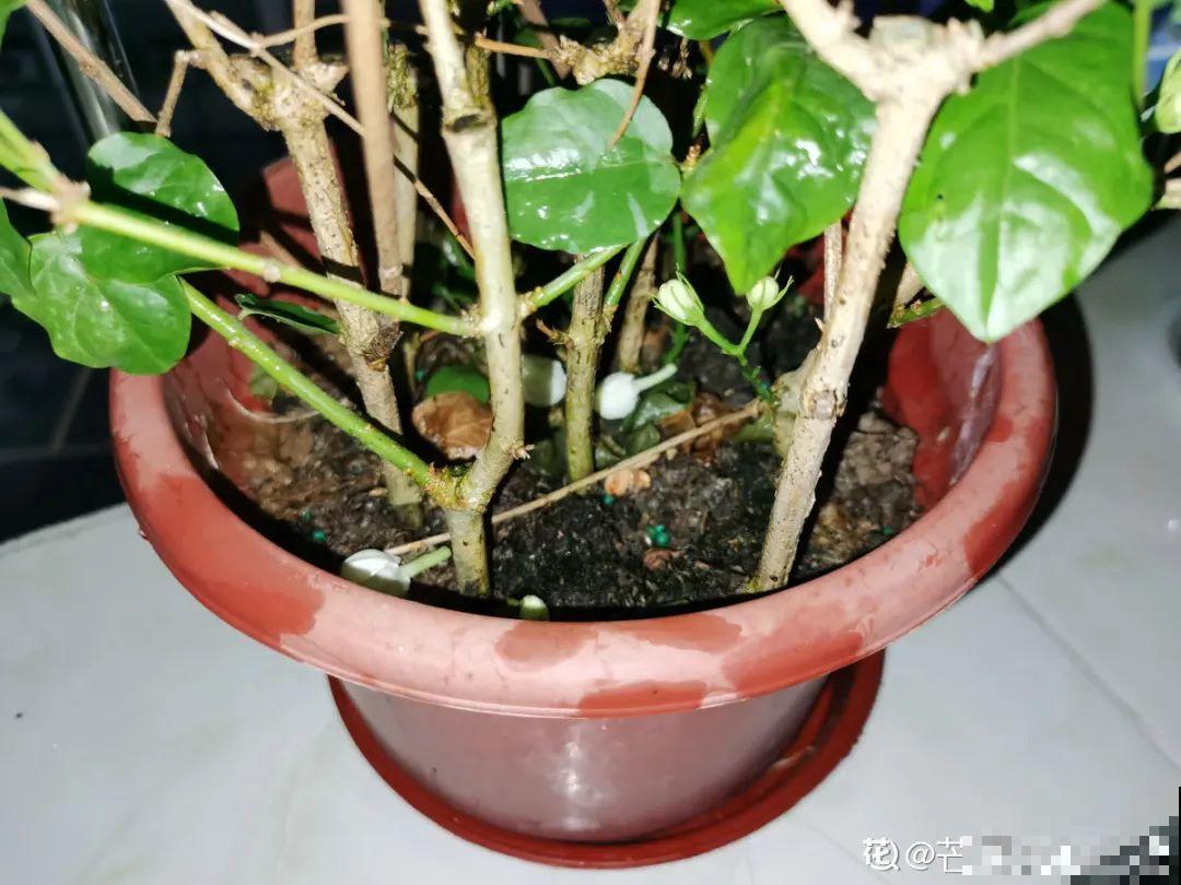 9个开花劳模，施肥不能停，不然越养越差劲