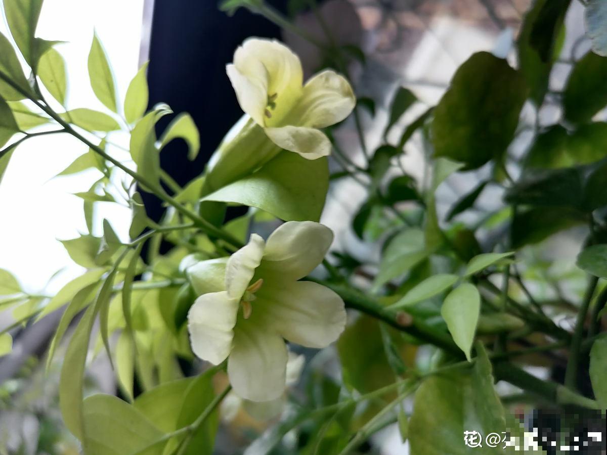 家里养的芦荟，开出一串大花箭，好运气要来了？