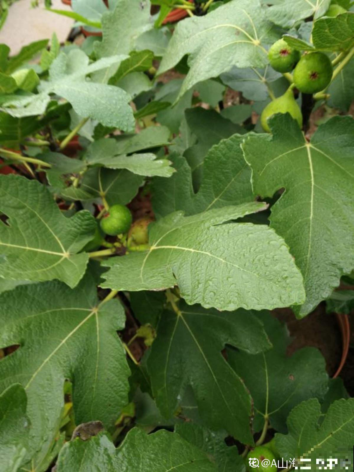 自己动手,院子里种无花果,省钱还放心 自己动手,院子里种无花果,省钱还放心
