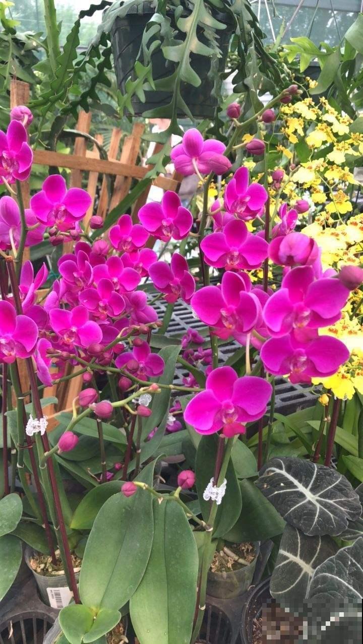 好看就能养活？5种好看但难养的花，小白难养活