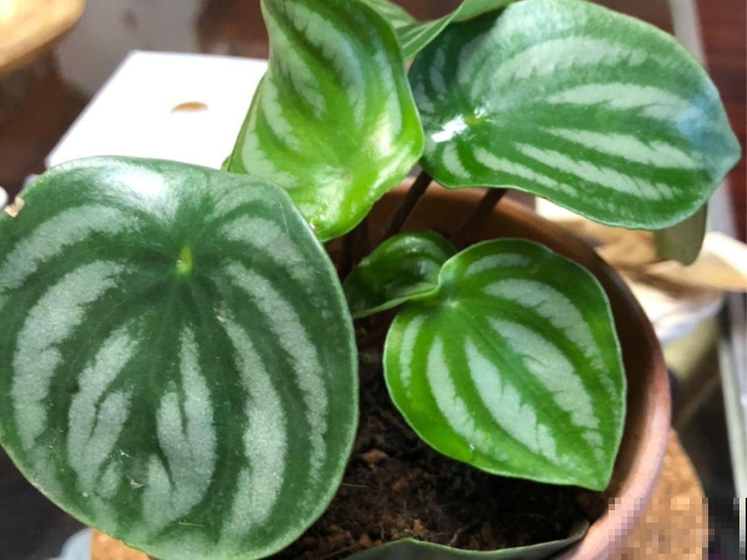 15种花,养在家里有气质,好养又健康 15种花,养在家里有气质,好养又健康