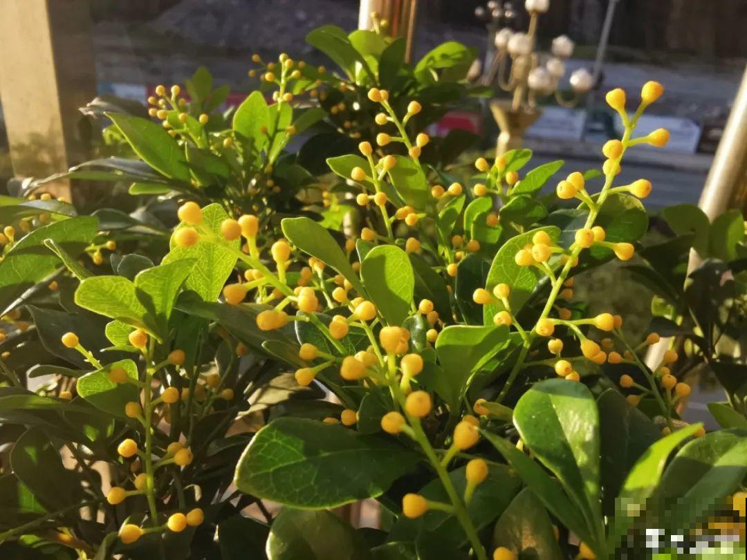 7种花，立秋后换盆，秋冬才能越养越好