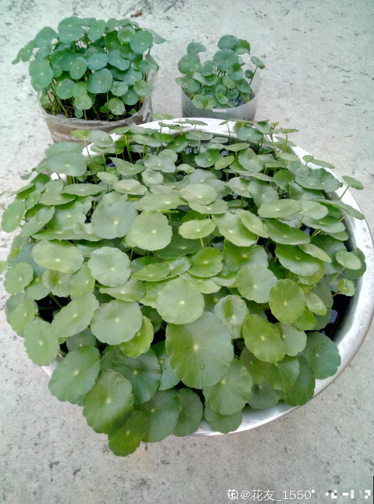 出差没几天，铜钱草头“低穿地心”，狂补水就能直接复活