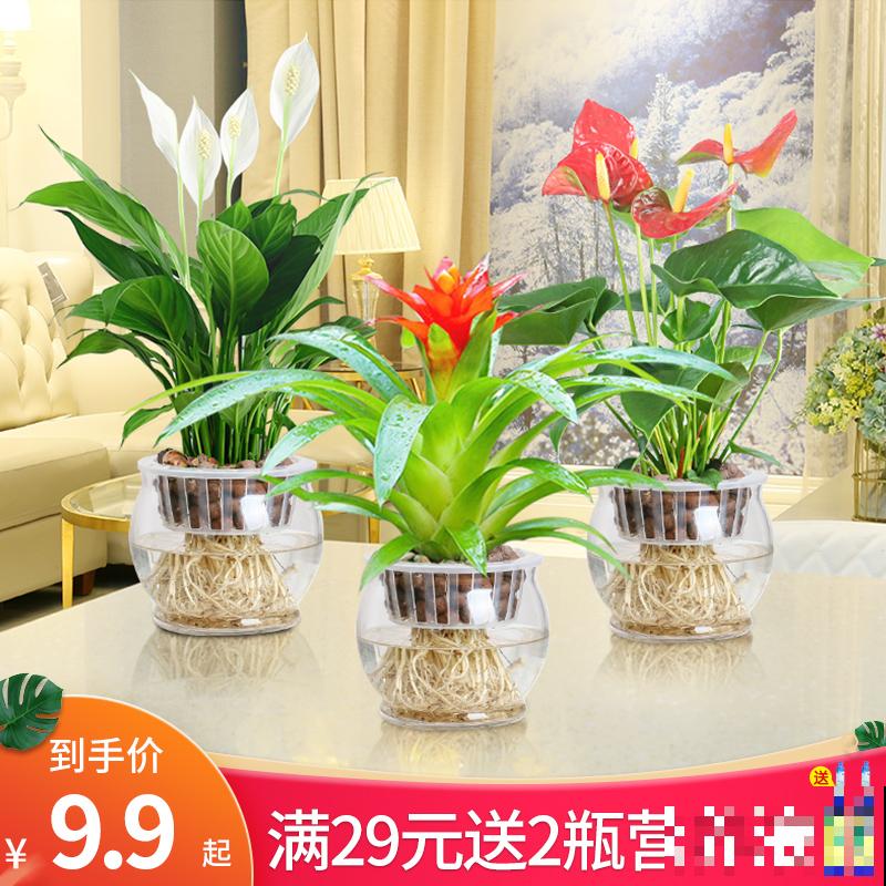 净化空气一把手,这5种植物家中常备,没有的赶紧抱回家 净化空气一把手,这5种植物家中常备,没有的赶紧抱回家