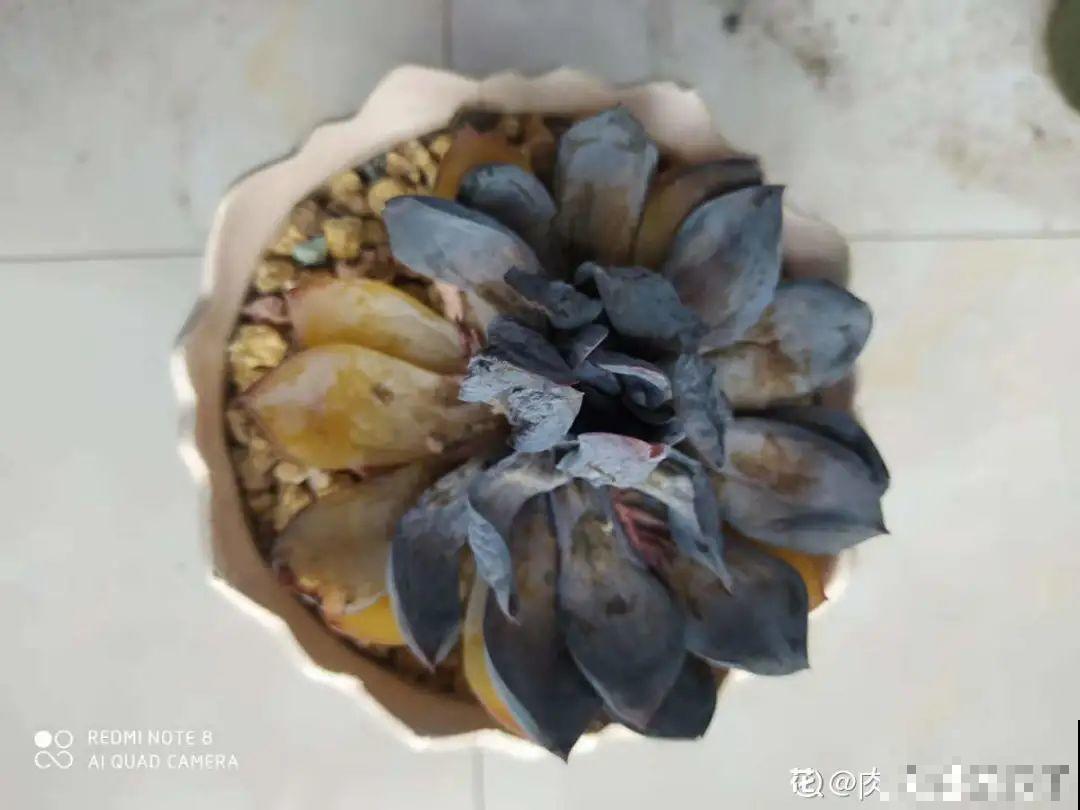 8种花夏天不能买,买回来就死,白浪费钱 8种花夏天不能买,买回来就死,白浪费钱