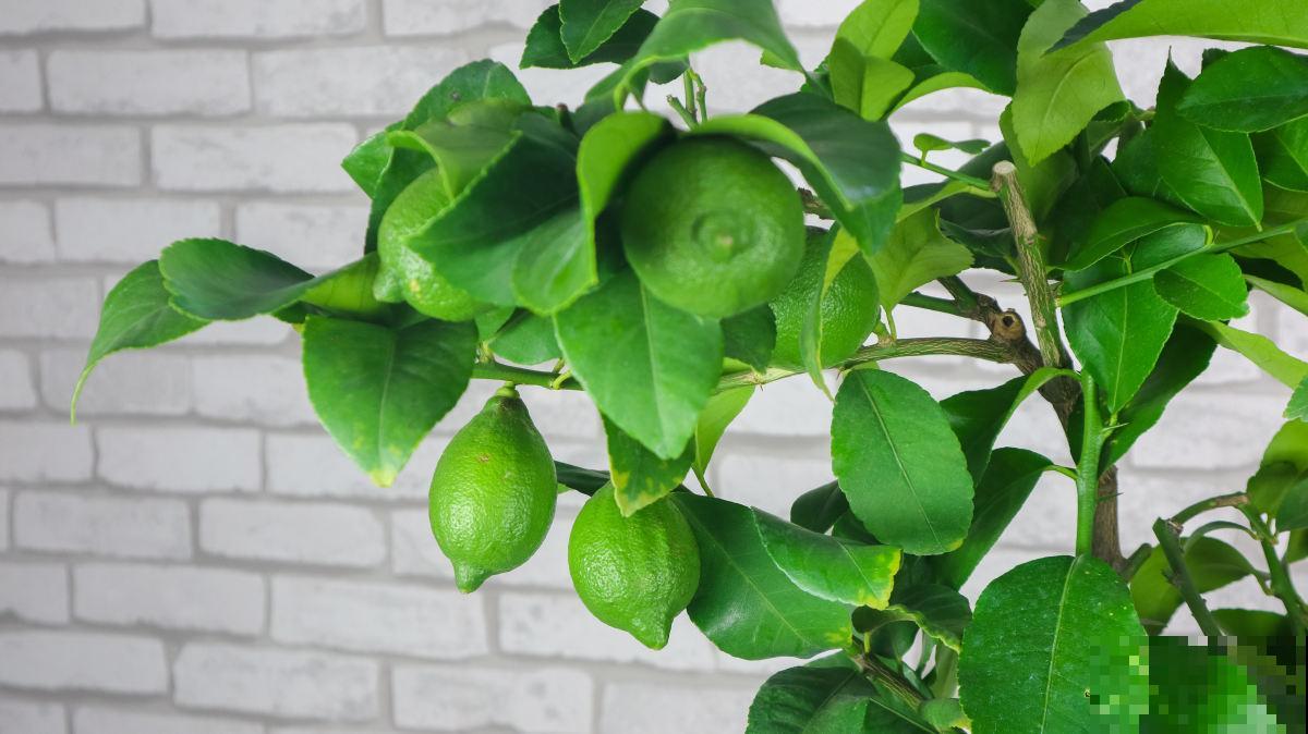 只需4步,在家收获柠檬,让邻居羡慕成“柠檬精” 只需4步,在家收获柠檬,让邻居羡慕成“柠檬精”