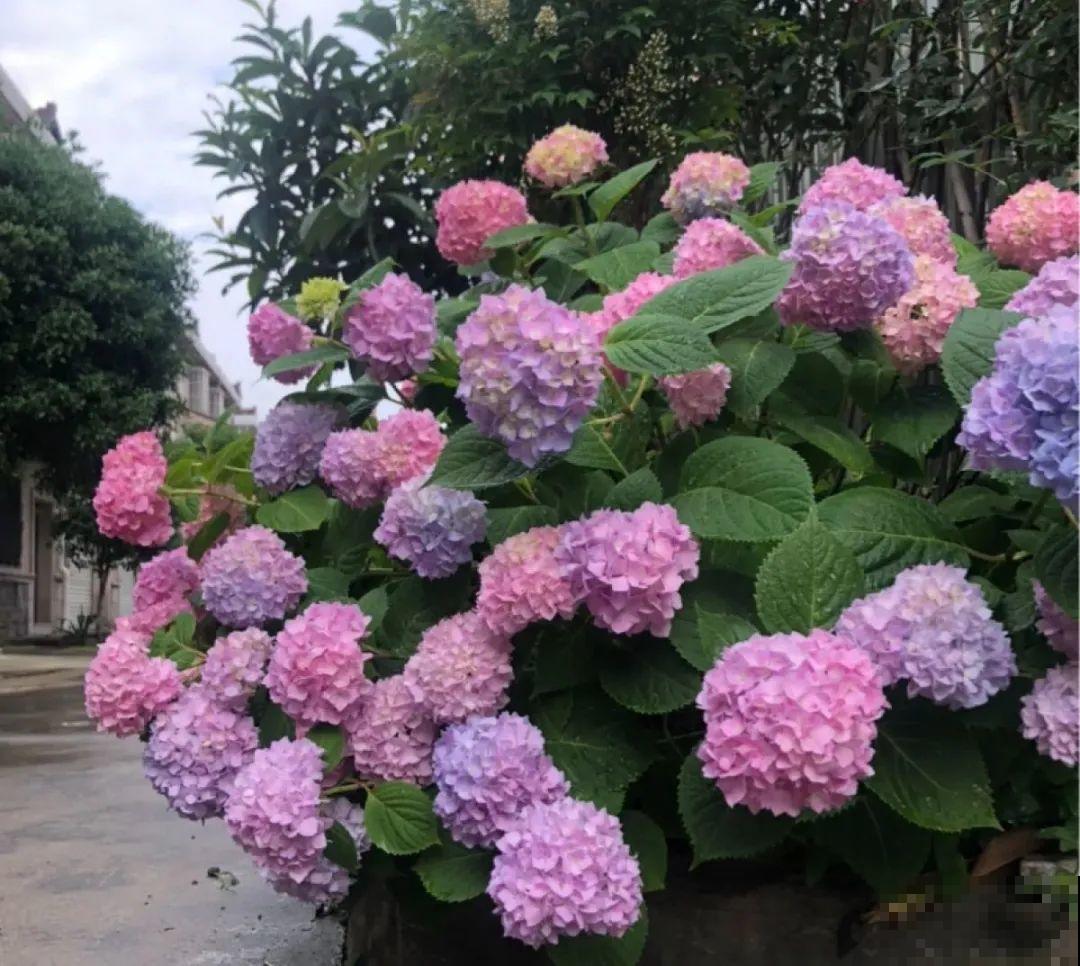 初秋8种花不能剪，轻则不开花，严重可能剩空盆