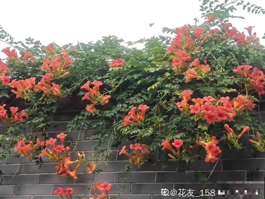 10种“脏脏”花，爱干净的人别养，会招虫子