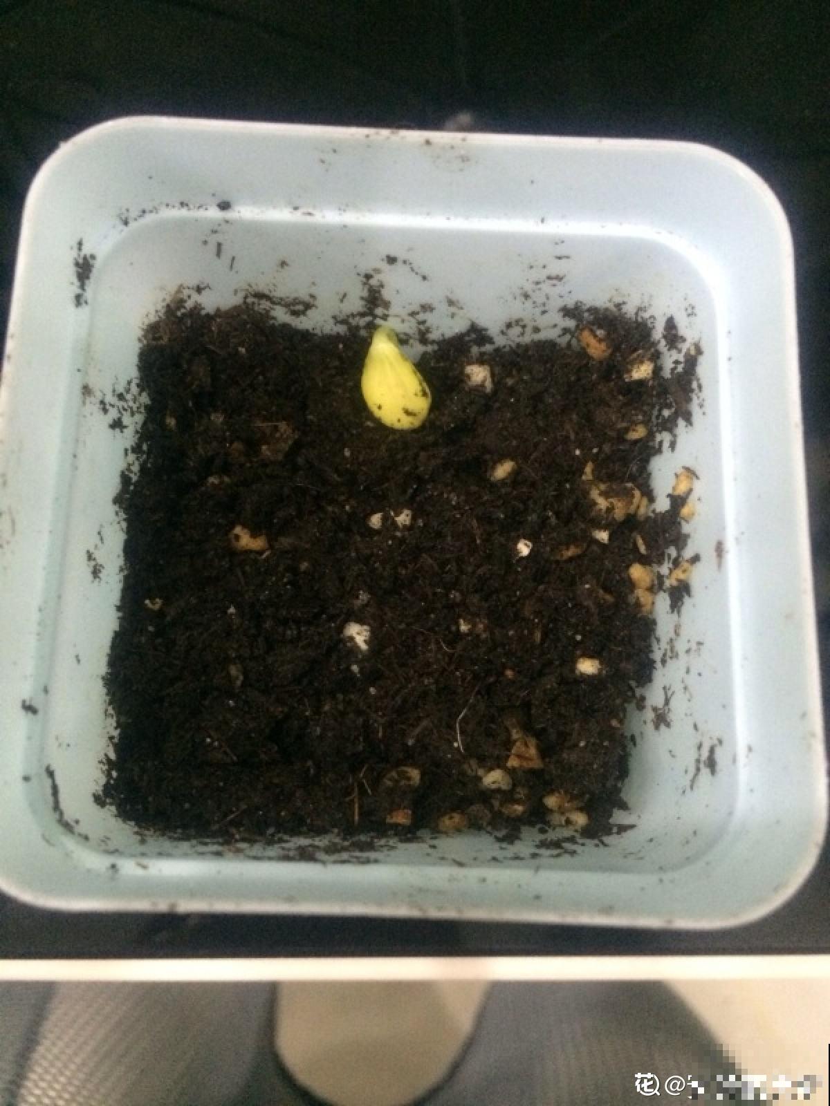 阳台西瓜咋不甜?5个细节需要注意,西瓜甘甜汁也多 阳台西瓜咋不甜?5个细节需要注意,西瓜甘甜汁也多