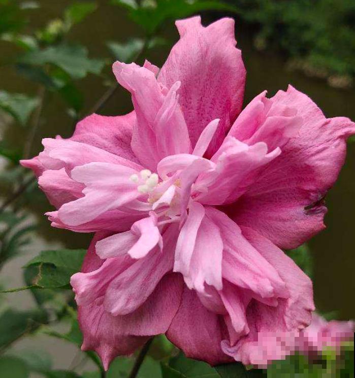 夏天养花，这4个地方不能养，不然植物都死了