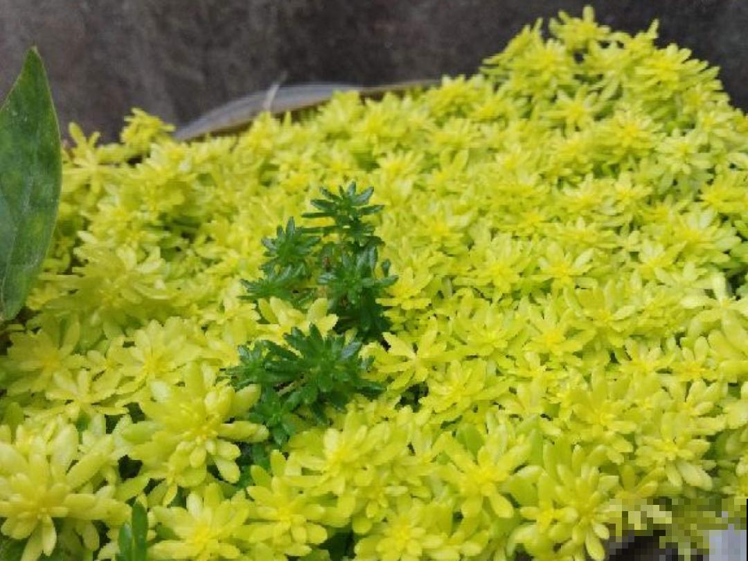 4种色系多肉,每一款都超有品位,你喜欢哪种? 4种色系多肉,每一款都超有品位,你喜欢哪种?