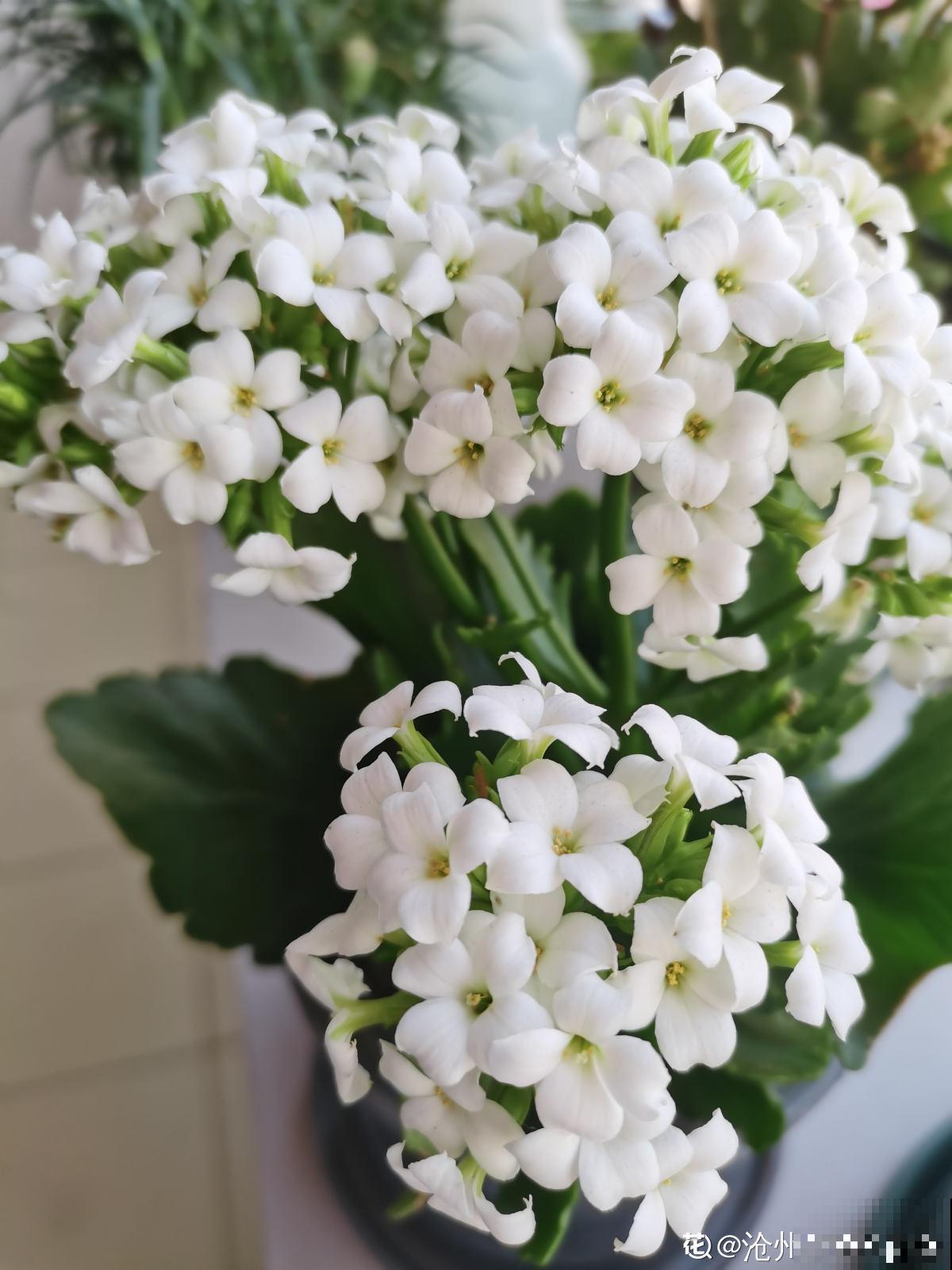 6步养好长寿花,花期超长还能健康长寿 6步养好长寿花,花期超长还能健康长寿