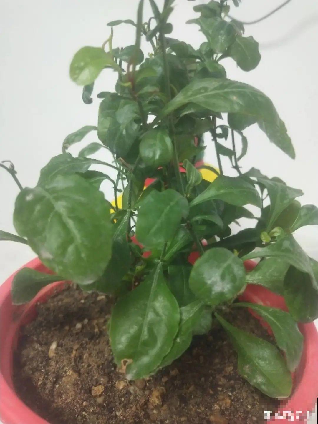 夏天养花，就怕乱浇水，千万不能积水