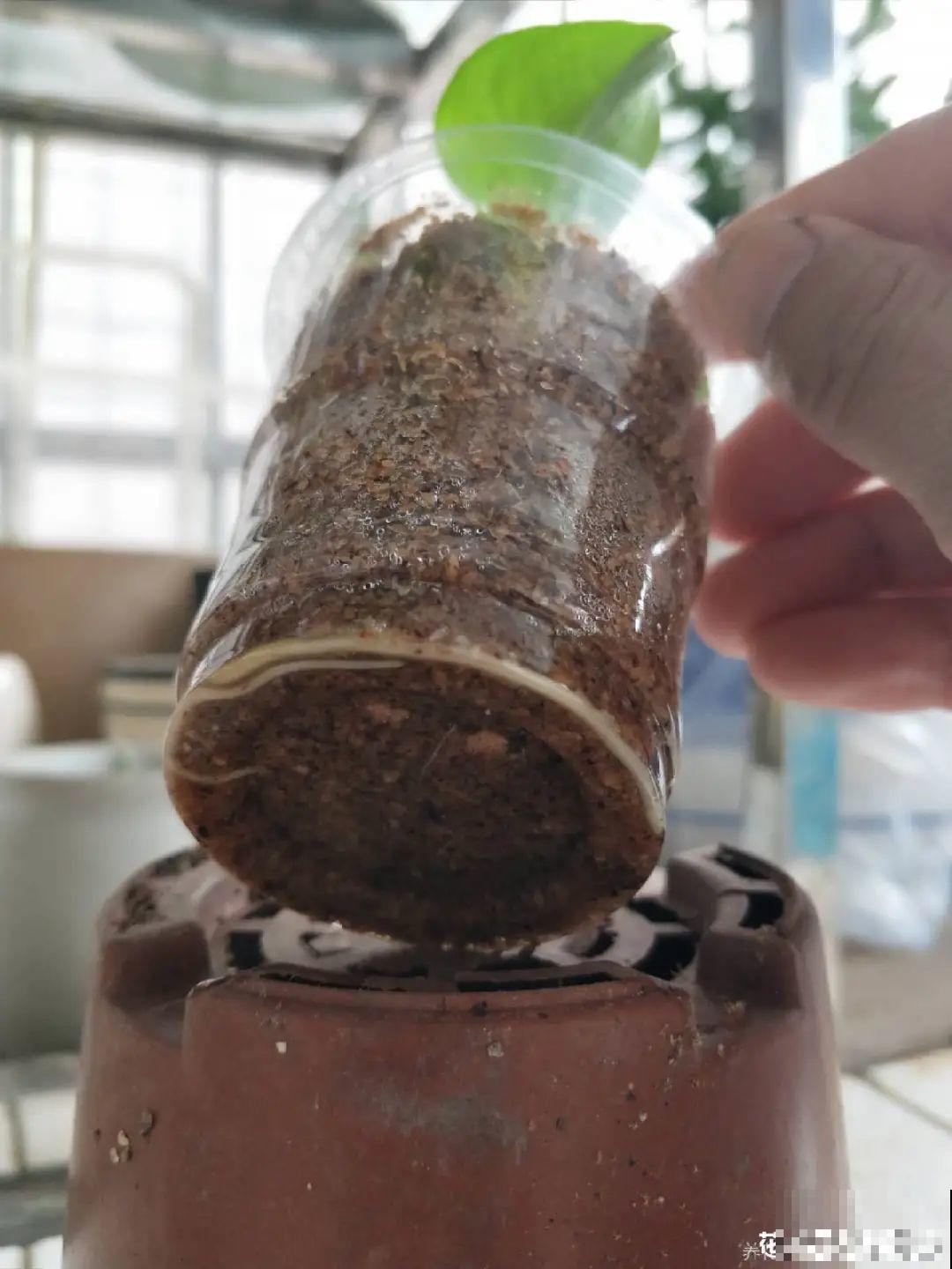 8种花，越热越扦插，大白根呼呼冒