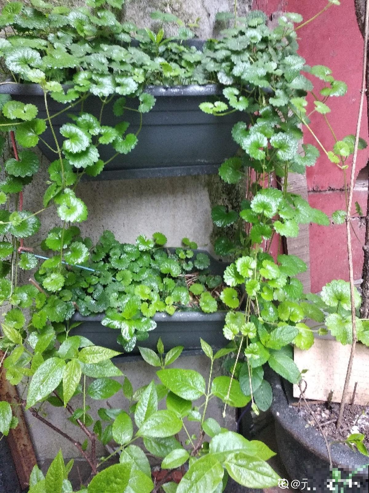 要金钱还是要铜钱，金钱草和铜钱草养哪个最好？