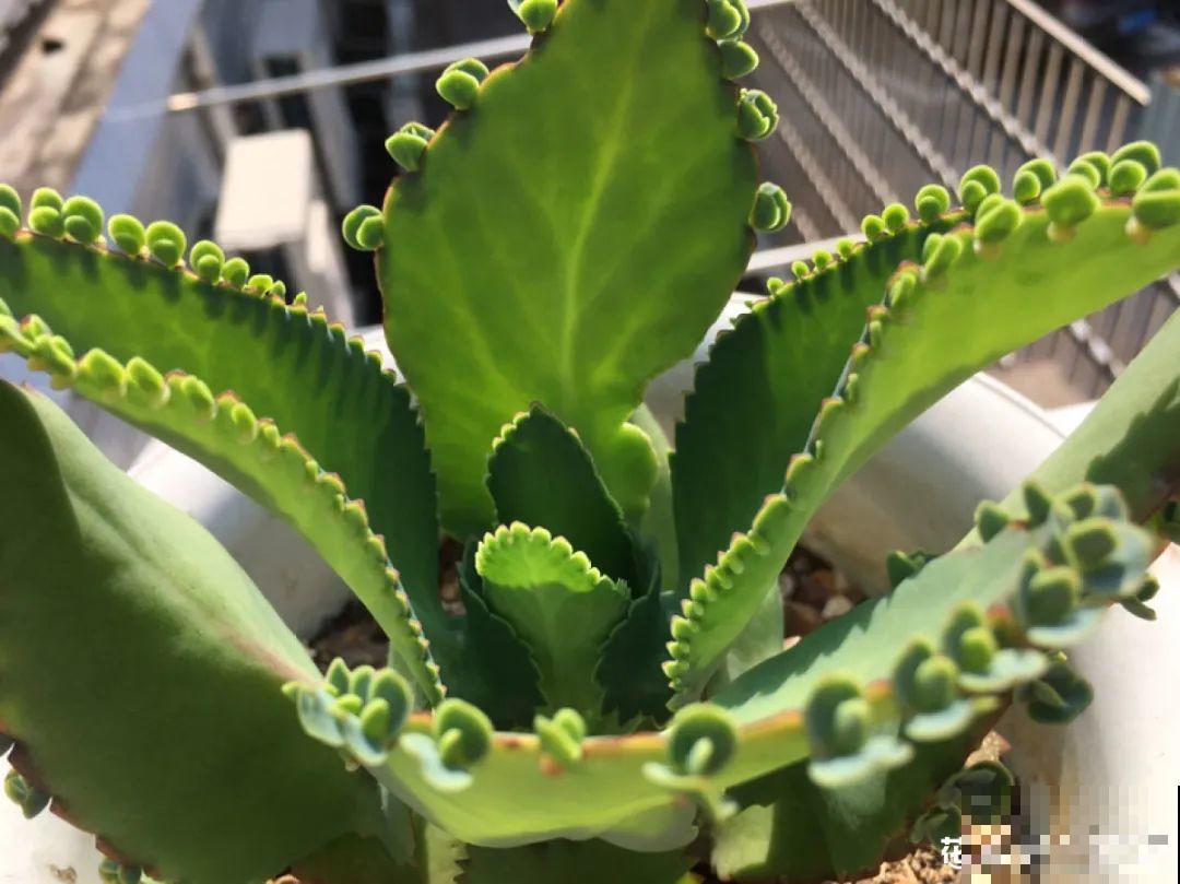 “不死鸟”真烦人，越养越多，真想扔掉