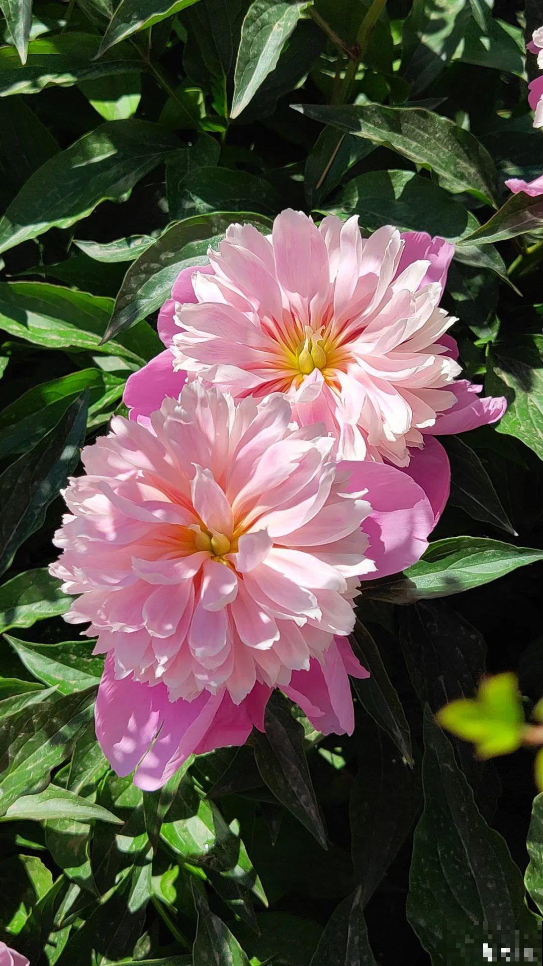 一年只能种一次的花,开花富贵寓意吉祥,堪称“花中宰相” 一年只能种一次的花,开花富贵寓意吉祥,堪称“花中宰相”