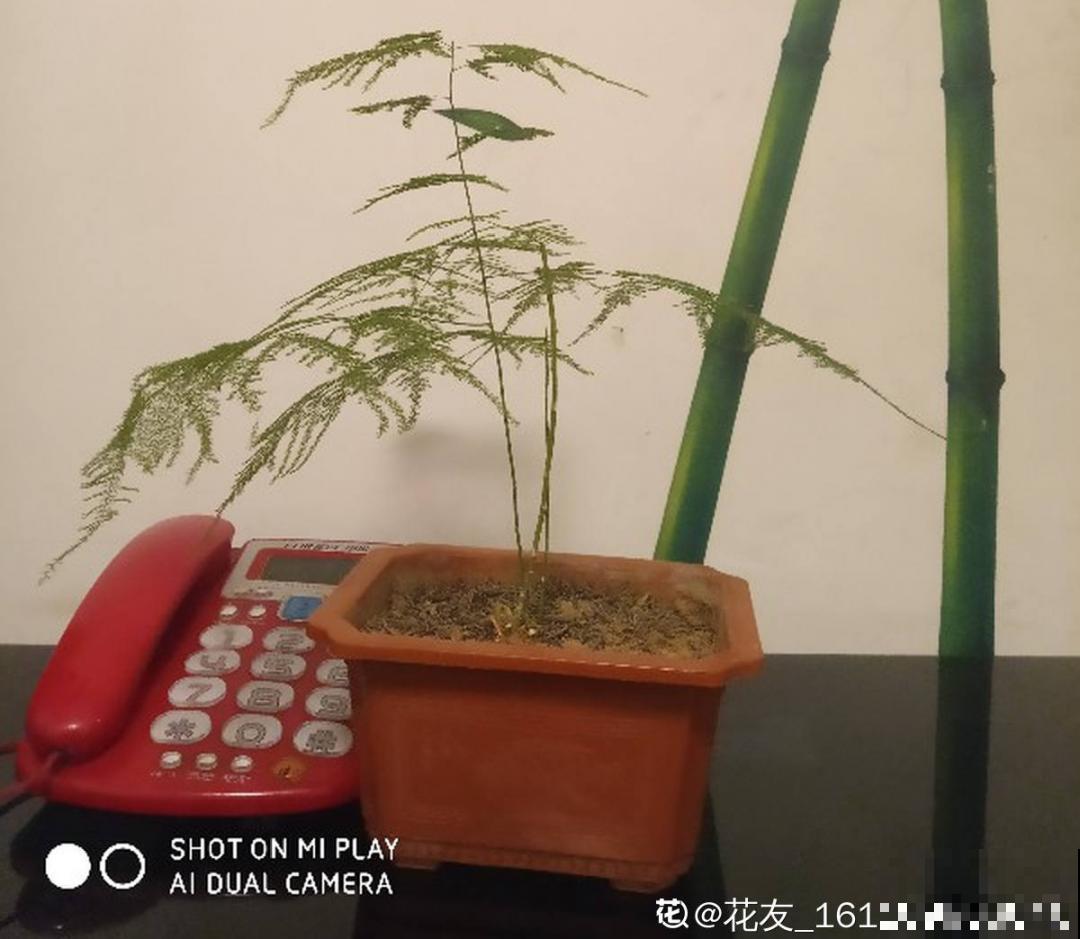 夏天养文竹，不能暴晒，不然叶子都黄了