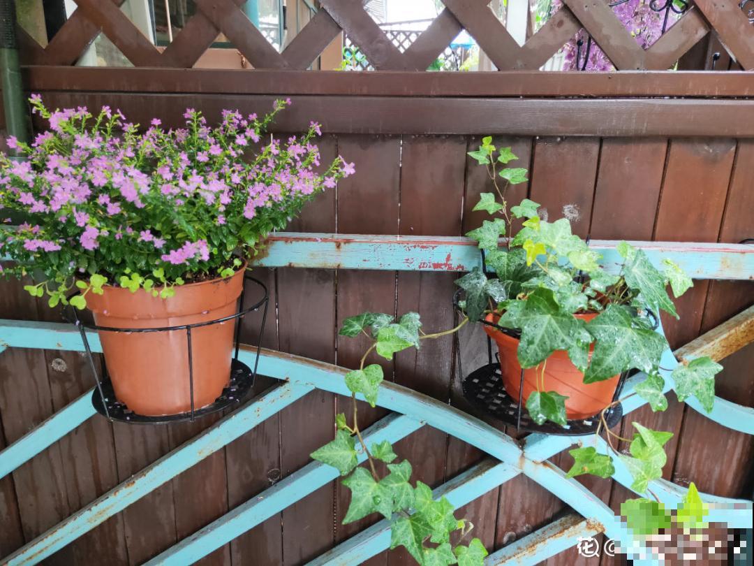 养花换个方法，长得更旺，养花杀手必看