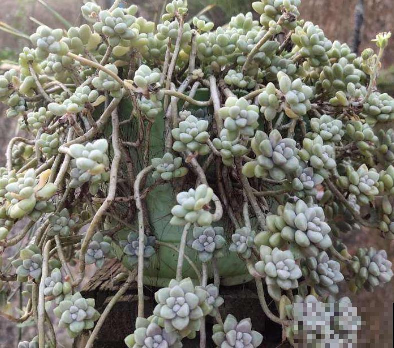 夏天不适合大量购买多肉,但这3种物件,缺一不可 夏天不适合大量购买多肉,但这3种物件,缺一不可