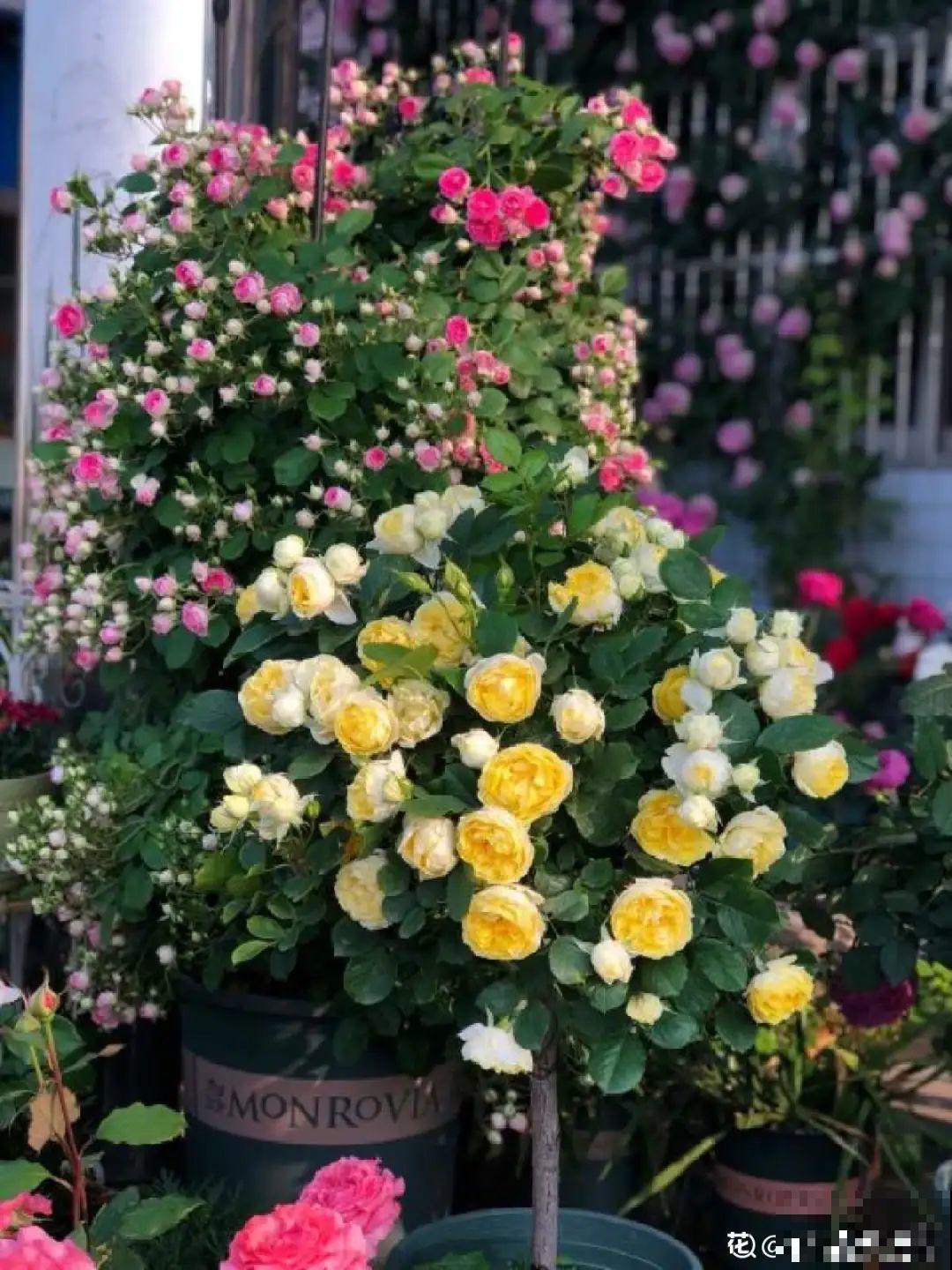 养了30年的玉树,扦插开出9色花,快来沾沾喜气 养了30年的玉树,扦插开出9色花,快来沾沾喜气