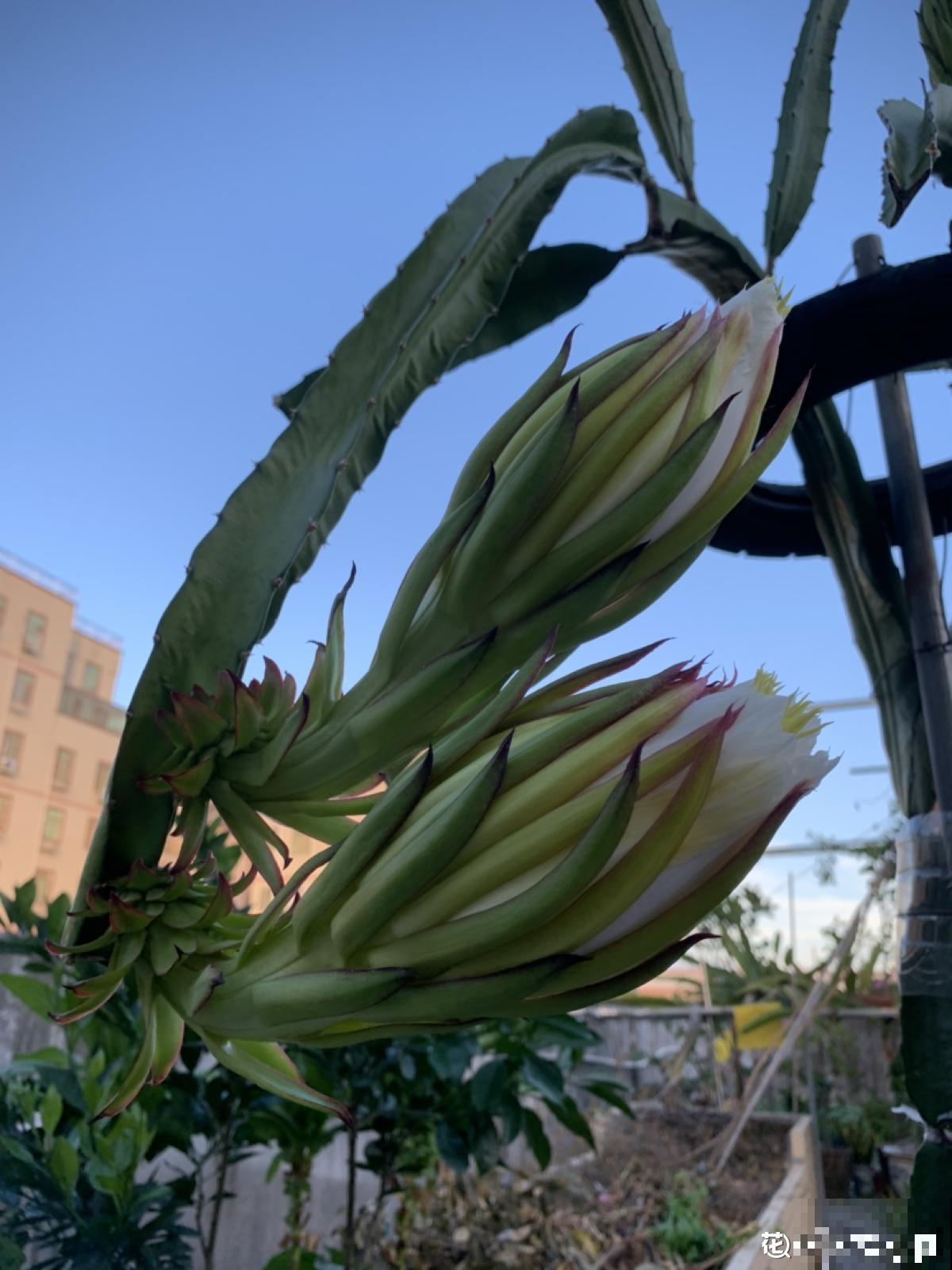 没见过火龙果树？搬来一株苗，长满火龙果