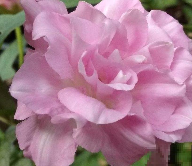 养花人必知的5个常识,提前注意,才能将花养好 养花人必知的5个常识,提前注意,才能将花养好