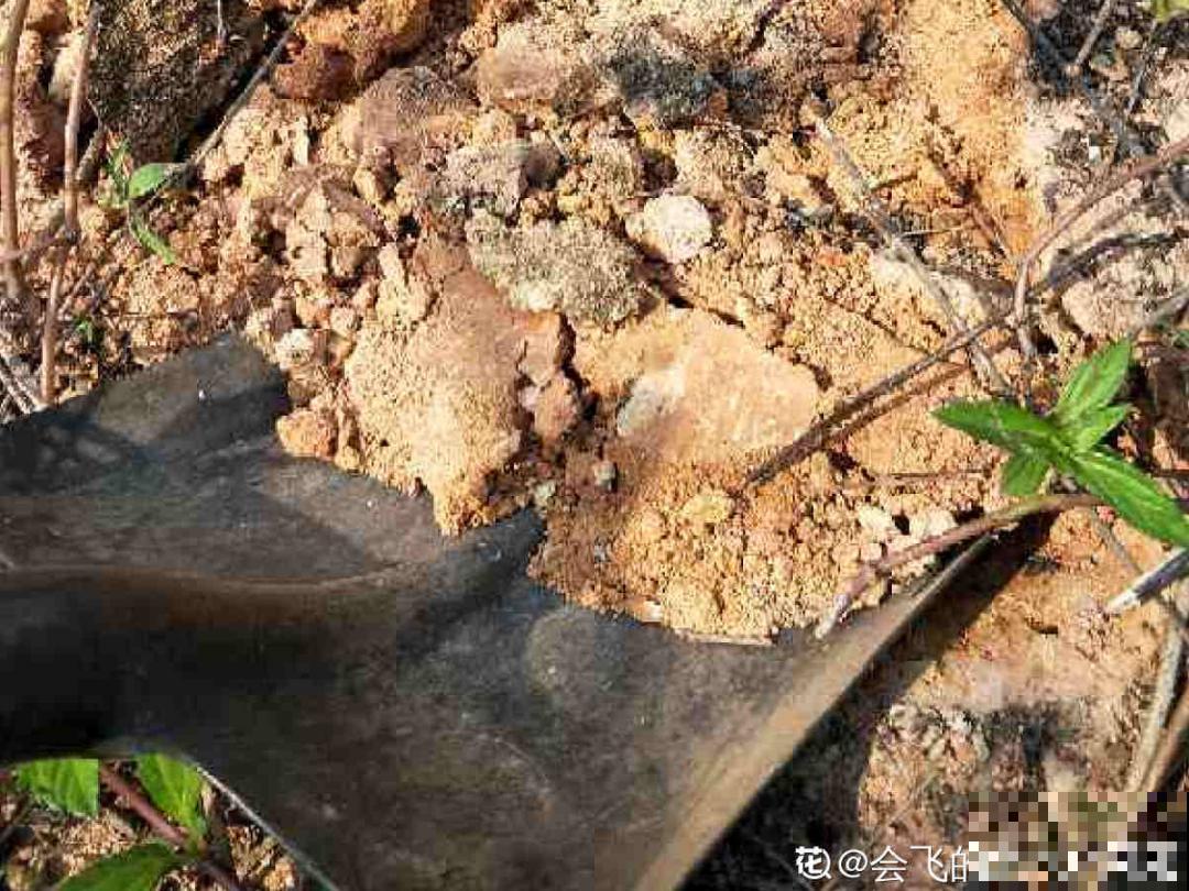 9种土别拿来养花，对花不好，容易黄叶烂根